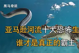 亚马逊河流十大恐怖生物，寄生鱼对男人感兴趣，食人鱼排倒数第一视频封面