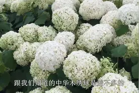 它是开花比脸还大的“绣球”，花期长特耐寒，东北露天过冬都可以