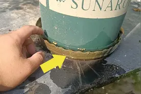 盆拖里灌满水，花盆里是不是就不用浇水了？结果大家一看便知