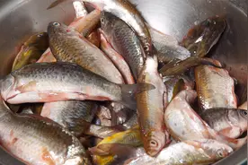 铁锅炖小杂鱼这样做才好吃，鱼肉鲜嫩没腥味，汤汁浓稠，真香啊