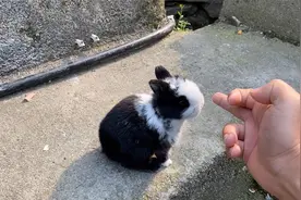 网购一只小兔子，总是爱舔主人手指，这也太可爱了吧