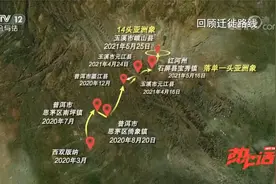 沿途提供吃喝 全程保驾护航 详解一路北上野象群迁徙之旅视频封面