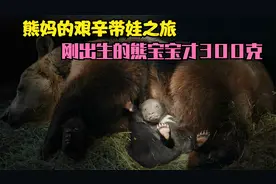 棕熊的世界，刚出生的熊宝宝还没巴掌大，熊妈的艰辛带娃之旅！