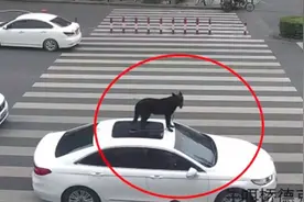 男子开车把狗子搁在车顶 面对交警询问称：咱这狗是训练过的视频封面