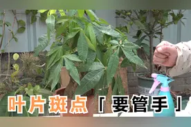 发财树叶片长斑，多数情况是因为“管不住手”！视频封面