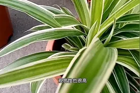 吊兰到底喜阴还是喜阳，很多花友都弄混了，难怪一直干尖黄叶视频封面