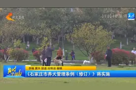 《石家庄市养犬管理条例（修订）》将实施