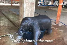 惊人的动物表情包