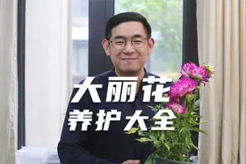 园艺师教你，大丽花怎么养，这可能是关于大丽花，最全面的教程了