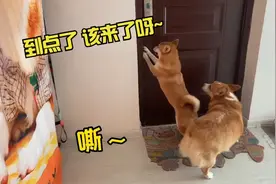 我很纳闷狗子们是怎么约好早上六点见面的？视频封面