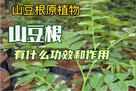 山豆根的功效和作用是什么？山豆根和其它清热解毒药的区别是什么