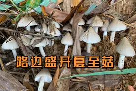 鸡枞菌在路边悄悄地盛开一大片，人来人往都没发现它！
