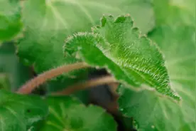 长得像老虎耳朵的本草，你见过吗？就是它了，虎耳草视频封面