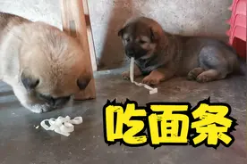 出生34天的小奶狗终于会吃面条了，土狗妈妈也不再抢它们的食物