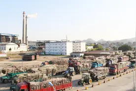 广西来宾进入砍甘蔗旺季，糖厂甘蔗车排起了长龙，今年价格怎么样视频封面