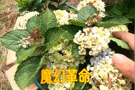 网红绣球花品种：“魔幻革命”花后修剪方法，紧凑品种都可以参考