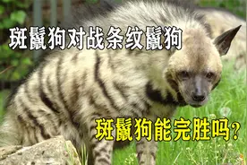 斑鬣狗对战条纹鬣狗，凭借585公斤的咬合力，斑鬣狗能完胜吗？