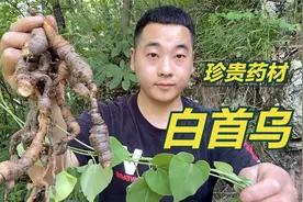 秦岭野生中药材白首乌，比何首乌还要稀缺珍贵，它的作用你知道吗视频封面