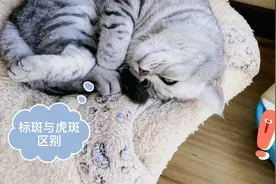 美短标斑和虎斑的区别，虎斑不一定是纯种的美短标斑，不要弄混视频封面