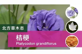 桔梗：这种花开前形似小灯笼，你有捏过吗？视频封面