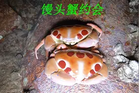 退潮后螃蟹都开始出来寻食了，有青蟹和红花蟹，还有两只馒头蟹视频封面