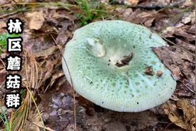 辽宁地区这个季节还有蘑菇吗？林区大叔进山找蘑菇，蘑菇多到泛滥