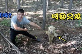 金毛野外草丛里发现只死鸡，叼回后非要炖着吃，可把小虎气坏了视频封面