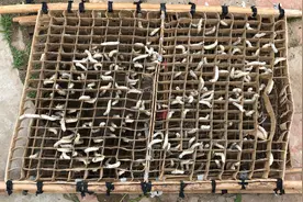 蚕是如何吐丝结茧的？蚕丝又能做出哪些东西来？赶快进来看看！