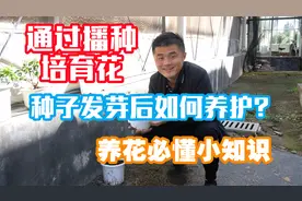 通过播种培育植物，种子发芽后如何养护？养花必懂小知识。视频封面