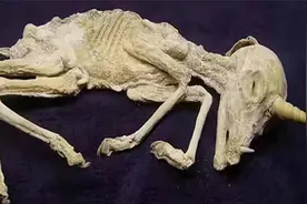 独角兽是否真的存在呢？