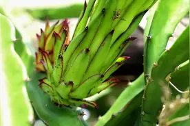 火龙果花果期，处理害虫不方便用药？教你两招，安全有效，不用药