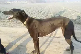 农村夜间撵野兔，老人说踏上不归路，细犬抓兔子