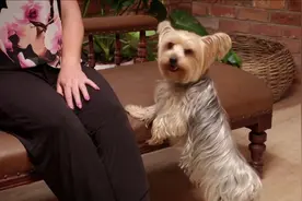 我的麻烦宠物：爱舔人的哈巴犬，见谁都会舔一下，现实版的舔狗​