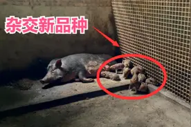 60岁大叔养殖新型品种，投资3万元年收入120万，年轻人都意愿做