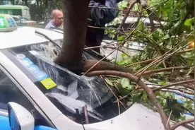 现场震撼！台风“米克拉”登陆福建，树干被吹倒直插汽车挡风玻璃