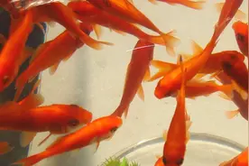 网上买鱼靠谱吗？北京小伙花1.5元买了20条金鱼，怎么那么便宜！视频封面