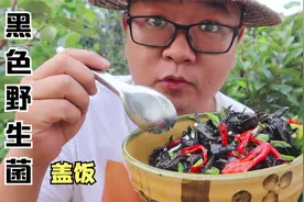 云南山里的黑色野生菌像微型灵芝，炒个盖饭吃着很香