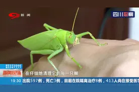 稀有！身长八厘米！高颜值“巨无霸”，四川发现超大蝈蝈视频封面