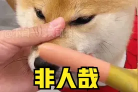 狗：我永远是狗，你却不一定是人视频封面