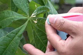 3个“错误”导致发财树叶片斑点，看看自己犯了那个视频封面