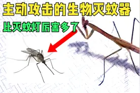 养一只螳螂做宠物让他吃蚊子，攻击力爆表比灭蚊灯好用多了视频封面