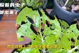 养花种菜虫害多，喷药不管用，白天看不见，晚上才是抓虫最佳时机