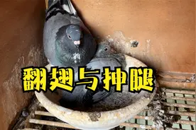 单只小鸽子生长过程中容易翻翅或者抻腿，跟巢盆有多大的关系？视频封面