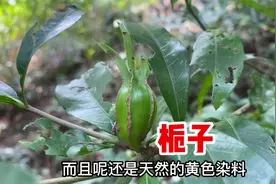 栀子又名黄果子号称“护肝草”，用来煮水作用厉害了，很多人不知