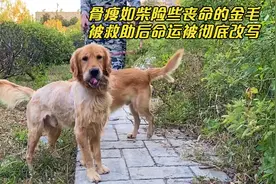 曾经那个瘦骨嶙嶙的金毛，被救后慢慢变胖，如今已经“判若两狗”视频封面