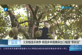超80%泰国产榴莲销往中国，泰国多举措确保出口榴莲“零新冠”视频封面