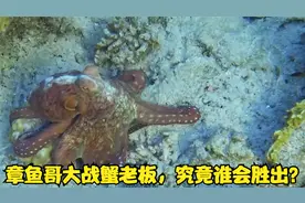 章鱼哥VS蟹老板，到底最后谁会胜出？视频封面