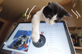 猫会看电视吗？主人看体育节目，小猫咪一脸认真来凑热闹