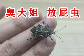 臭大姐居然把蟑螂兄熏死了？不靠谱的臭虫科普视频！