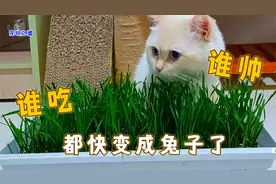 胖公猫们性格各不同，一只狂吃草，一只爱喝奶，还有一只特无聊视频封面